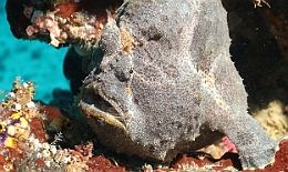 Sipadan_2015_Poisson grenouille_Antennaire geant_Antennarius commerson_IMG_2705_rc